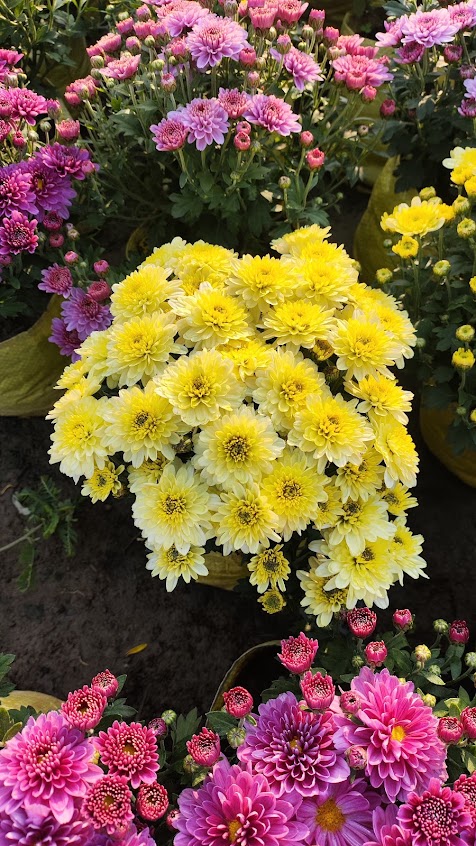 Bhola Nursery plants