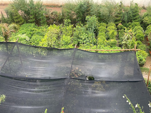 Nursery beds, soil and seeds