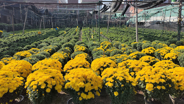 Nursery field of chrysanthemums