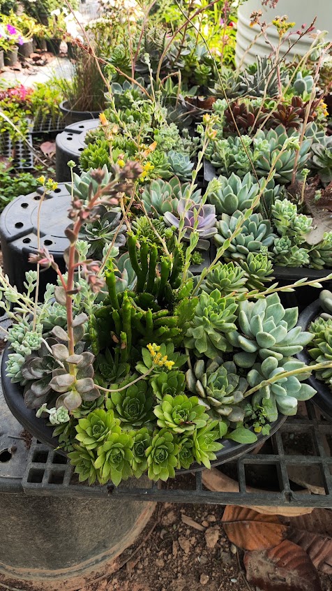 Bhola Nursery plants