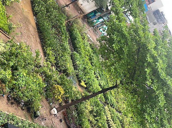 Fruit and garden trees