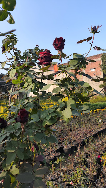 Bhola Nursery photo