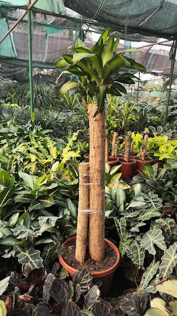 Plants under shade net