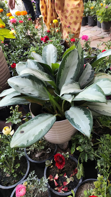 Bhola Nursery plants