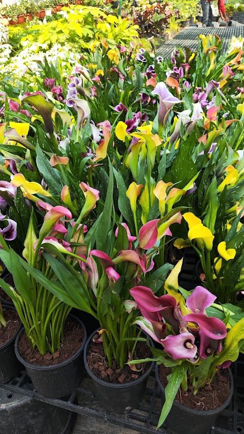 Seasonal flowering pots