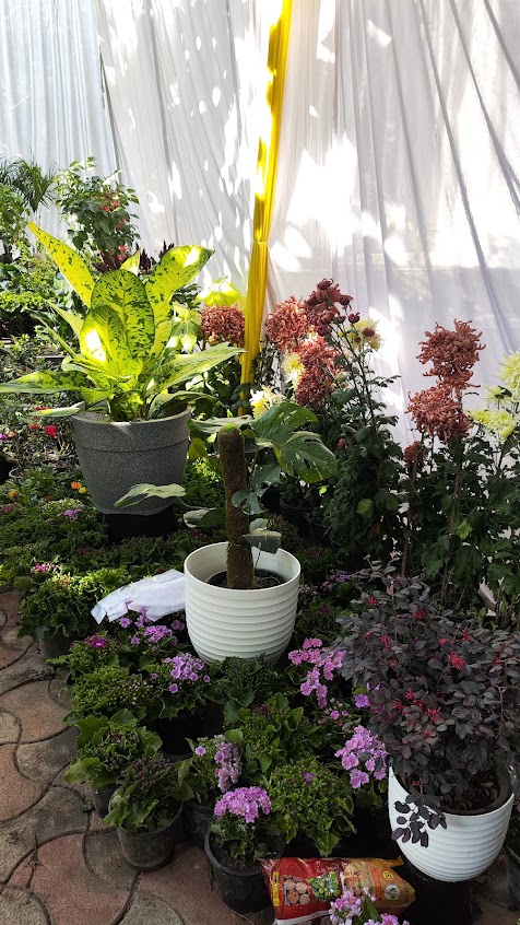 Pots and planters