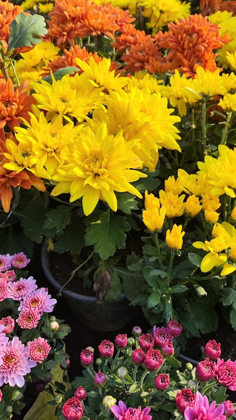 Flowering plants