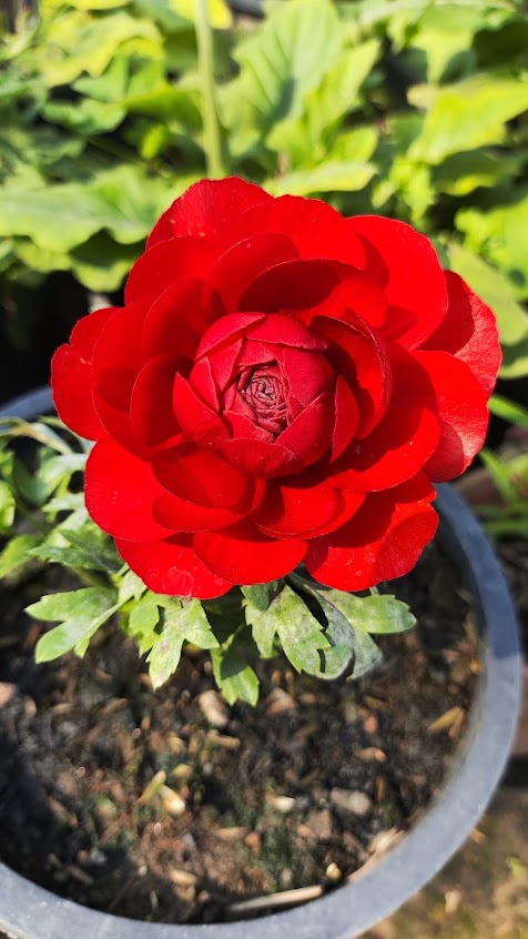 Hybrid rose