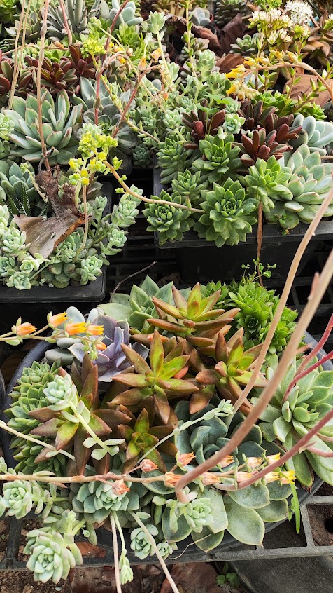 Plants indoor and outdoor