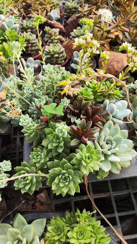 Succulents and cactus