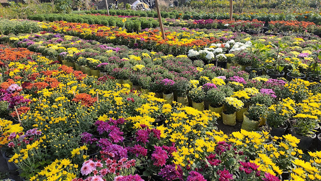 Rows of flowering plants at Bhola Nursery