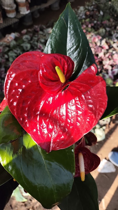Anthurium