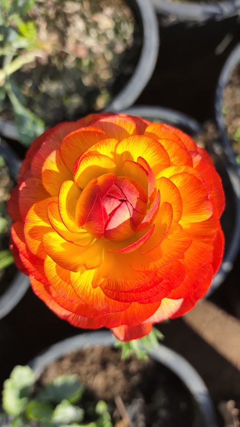 Ranunculus in bloom