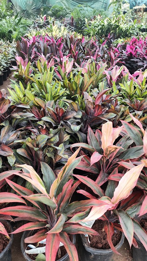 Ornamental plants