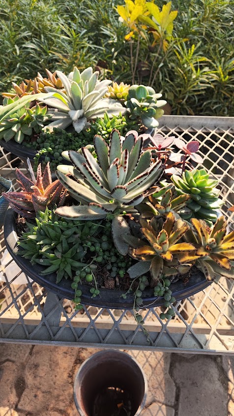 Succulent bowl arrangement