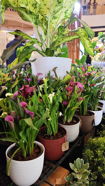 Indoor plants